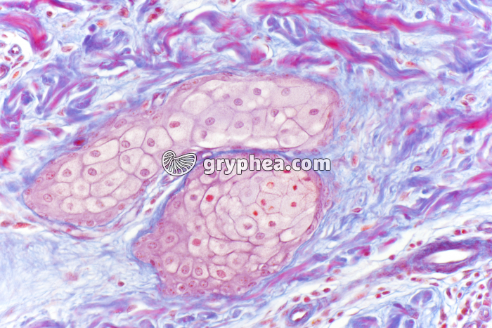 Glande sébacée Peau en CT x100 - gryphea.com